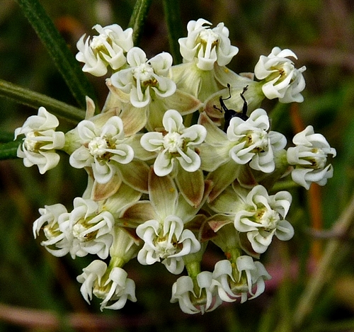 {Asclepias verticillata}